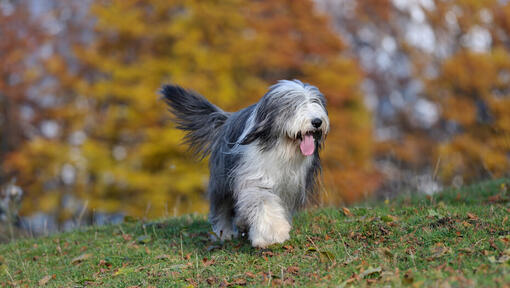 Bearded collie hot sale briard mix